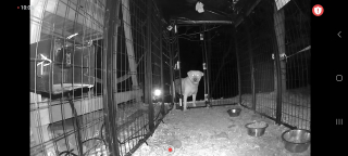 Illustration de l'article : La traque effr&eacute;n&eacute;e d&rsquo;un ancien chien de combat terroris&eacute; par les humains et ses cong&eacute;n&egrave;res