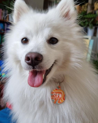 Illustration de l'article : Des médailles personnalisables pour chiens innovantes, alliant style et sécurité, à 10 euros signées Oria & Guizmo