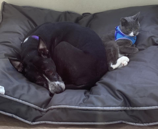 Illustration de l'article : L’histoire touchante d’une chienne et d’un chat devenus inséparables après avoir affronté des moments difficiles