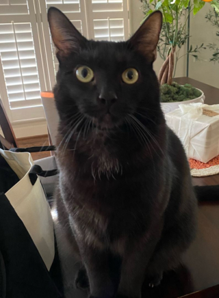 Illustration de l'article : L&rsquo;attitude de ce chat particuli&egrave;rement affectueux apr&egrave;s le retour de son papa fait fondre le c&oelig;ur des internautes (vid&eacute;o)