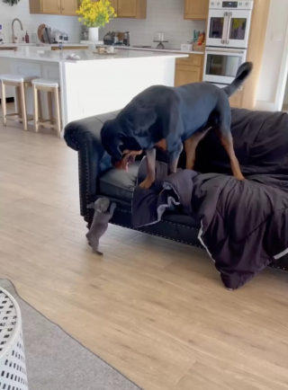 Illustration de l'article : Lorsqu’il découvre le nouveau chiot de la famille, ce Rottweiler a une réaction très étrange (vidéo)