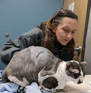 Illustration de l'article : Le digne parcours de Fotis : un chat meurtri par de multiples br&ucirc;lures devenu chat de th&eacute;rapie