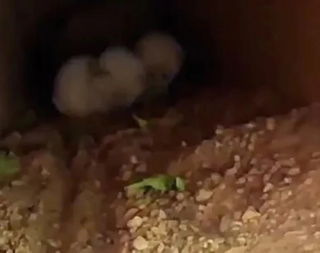 Illustration de l'article : Le sauvetage aussi complexe qu’étonnant de chatons cachés dans le terrier d’une tortue