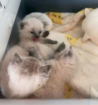 Illustration de l'article : Le sauvetage aussi complexe qu’étonnant de chatons cachés dans le terrier d’une tortue