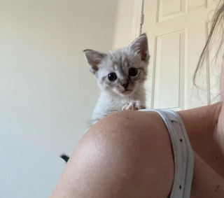 Illustration de l'article : Le sauvetage aussi complexe qu’étonnant de chatons cachés dans le terrier d’une tortue