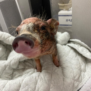 Illustration de l'article : L’improbable amitié entre un chat et un porcelet suscite l’émotion parmi les internautes (vidéo)