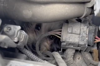 Illustration de l'article : Un chiot survit miraculeusement à un voyage d’une cinquantaine de kilomètres coincé sous le capot d’une voiture (vidéo)