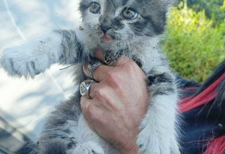 Illustration de l'article : Caché sous le capot d’un véhicule, un chaton se manifeste auprès d’une conductrice et prend son destin en main