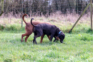 Illustration de l'article : Un refuge refuse catégoriquement de séparer 2 chiens malgré les demandes d’adoption pour l’un et pour l’autre