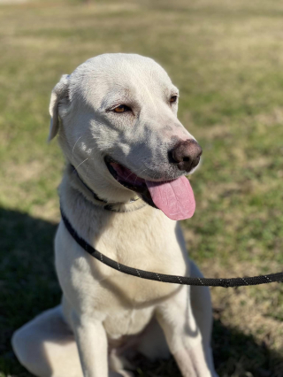 Illustration de l'article : Après tant d’épreuves, l’immense joie de Betty, une chienne traumatisée, fait chaud au cœur (vidéo)