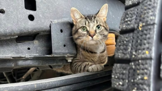 Illustration de l'article : Caché sous le châssis d’un camion, un chat effectue un périple d’une heure avant d’être retrouvé par les employés d’une entreprise