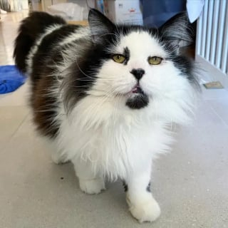 Illustration de l'article : Abandonn&eacute; dans une ferme surpeupl&eacute;e de chats, Kocco, un f&eacute;lin m&eacute;fiant, d&eacute;couvre le bonheur de vivre dans un foyer aimant