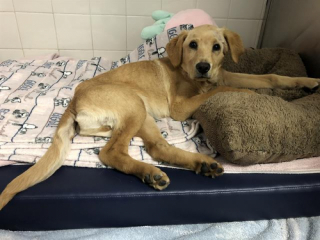 Illustration de l'article : Cheddar, le chiot Golden Retriever qui a survécu à la maltraitance et trouvé un nouveau foyer