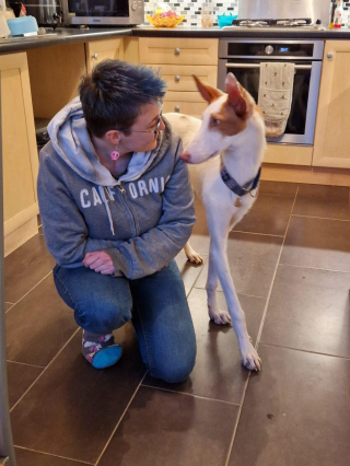 Illustration de l'article : En l’espace de 20 minutes, cette chienne au passé compliqué a semé le chaos dans le salon de sa maîtresse