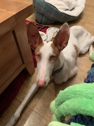 Illustration de l'article : En l’espace de 20 minutes, cette chienne au passé compliqué a semé le chaos dans le salon de sa maîtresse