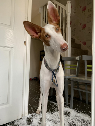 Illustration de l'article : En l’espace de 20 minutes, cette chienne au passé compliqué a semé le chaos dans le salon de sa maîtresse