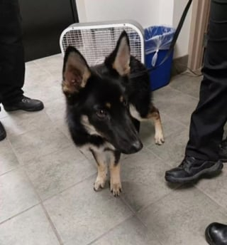 Illustration de l'article : En soulevant une mystérieuse bâche devant son refuge, un bénévole fait une découverte bouleversante