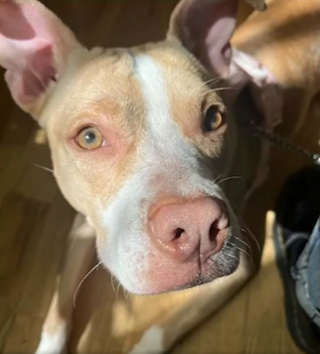 Illustration de l'article : En parcourant les annonces d’un compte Instagram dédié à la vente d’objets, une femme tombe sur le portrait d’une chienne en détresse