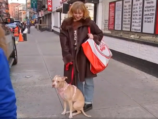 Illustration de l'article : En parcourant les annonces d’un compte Instagram dédié à la vente d’objets, une femme tombe sur le portrait d’une chienne en détresse