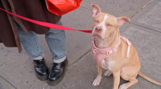 Illustration de l'article : En parcourant les annonces d’un compte Instagram dédié à la vente d’objets, une femme tombe sur le portrait d’une chienne en détresse