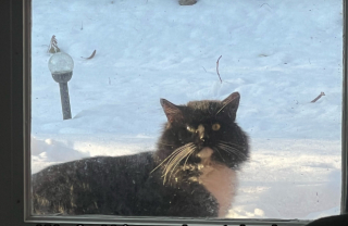 Illustration de l'article : La douce r&eacute;action d&rsquo;un chat esseul&eacute; lorsque sa propri&eacute;taire lui pr&eacute;sente un nouvel ami (vid&eacute;o)