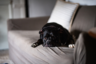 Illustration de l'article : La patience de King, un chien de refuge, est enfin r&eacute;compens&eacute;e apr&egrave;s une attente de plus de 500 jours (vid&eacute;o)