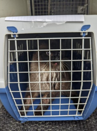 Illustration de l'article : Le parcours de Shania : une chatte « victime de la crise économique » abandonnée par ses maîtres