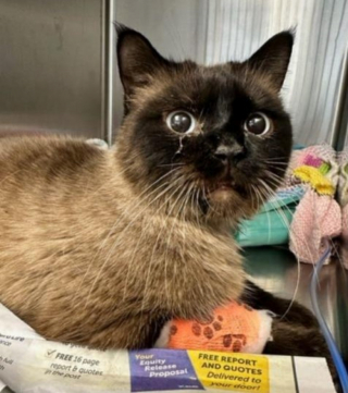 Illustration de l'article : Le parcours de Shania : une chatte « victime de la crise économique » abandonnée par ses maîtres