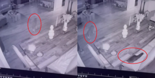 Illustration de l'article : Face à l’intrusion d’un coyote dans son foyer, une chatte a fait preuve d’un immense courage