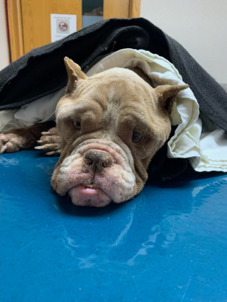 Illustration de l'article : Retrouv&eacute;e affam&eacute;e au milieu d&rsquo;une route fr&eacute;quent&eacute;e, une chienne abandonn&eacute;e entrevoit enfin une lueur d&rsquo;espoir gr&acirc;ce &agrave; de bons samaritains