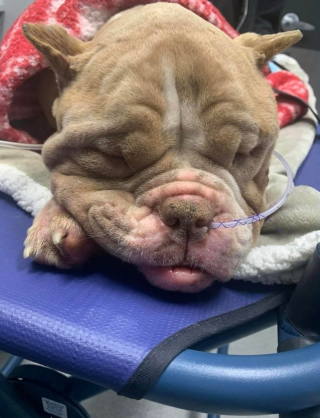 Illustration de l'article : Retrouv&eacute;e affam&eacute;e au milieu d&rsquo;une route fr&eacute;quent&eacute;e, une chienne abandonn&eacute;e entrevoit enfin une lueur d&rsquo;espoir gr&acirc;ce &agrave; de bons samaritains