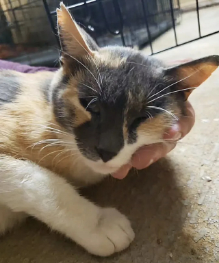 Illustration de l'article : Cherchant désespérément un endroit sûr pour accoucher, une chatte errante retrouve l’espoir grâce à l’intervention d’une femme au grand cœur