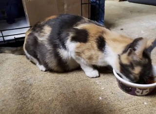 Illustration de l'article : Cherchant désespérément un endroit sûr pour accoucher, une chatte errante retrouve l’espoir grâce à l’intervention d’une femme au grand cœur