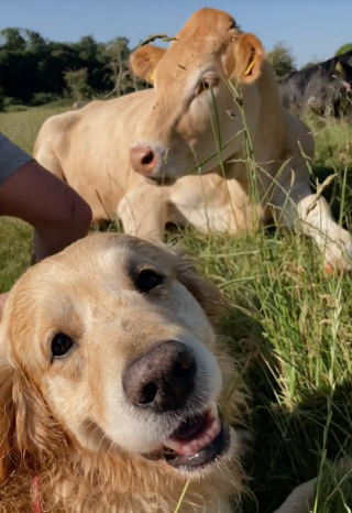 Illustration de l'article : La joie touchante d’un chien retrouvant sa meilleure amie vache après une longue séparation (vidéo) 