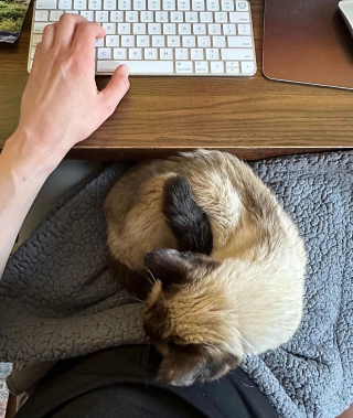 Illustration de l'article : Sauvé de la rue, ce chat âgé tient à exprimer sa gratitude aux personnes qui lui ont offert la plus belle des retraites