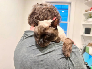 Illustration de l'article : Sauvé de la rue, ce chat âgé tient à exprimer sa gratitude aux personnes qui lui ont offert la plus belle des retraites