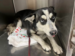 Illustration de l'article : La fondatrice d&rsquo;un refuge fait la d&eacute;couverte inattendue d&rsquo;une famille enti&egrave;re de chiens &agrave; secourir (vid&eacute;o)