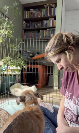 Illustration de l'article : Très émue par la confiance que lui accorde son chien, une femme partage sur TikTok la réussite de cet animal au lourd passé (vidéo)