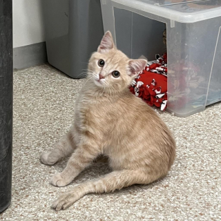 Illustration de l'article : Grâce à ses amis lapins, un chaton malade apprend à utiliser ses pattes arrière