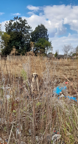 Illustration de l'article : Probablement abandonnée par un éleveur peu scrupuleux, une chienne de race Boerbull en piteux état retrouve l’espoir grâce à des bénévoles