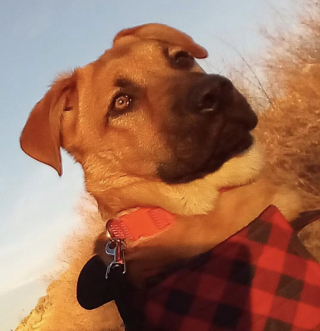 Illustration de l'article : Une chaîne de solidarité se crée pour sauver un chiot retrouvé dans le froid