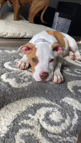 Illustration de l'article : Traumatisés par leur abandon, 2 chiots tremblants sont découverts par une bénévole près de la clôture de son refuge