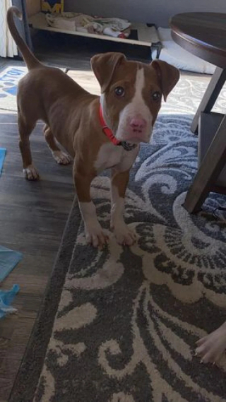 Illustration de l'article : Traumatisés par leur abandon, 2 chiots tremblants sont découverts par une bénévole près de la clôture de son refuge