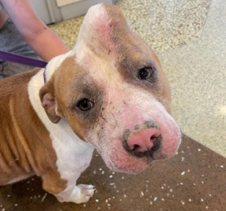 Illustration de l'article : La belle revanche d&rsquo;une &laquo; chienne licorne &raquo; condamn&eacute;e &agrave; cause de son excroissance sur la t&ecirc;te