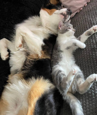 Illustration de l'article : Se retrouvant seule dès sa naissance, une jeune chatte surmonte les difficultés en comptant sur le soutien d’une maman pas comme les autres