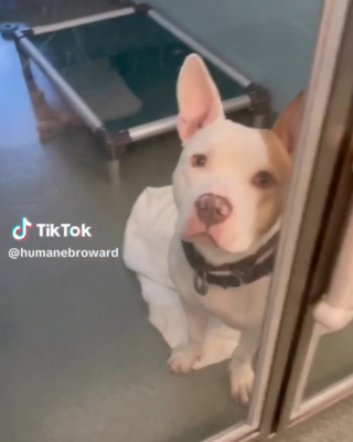 Illustration de l'article : Constatant qu’il était en train de dépérir au refuge, des bénévoles prennent l’initiative d’emmener un chien au parc et illuminent sa vie (vidéo)