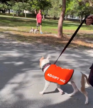 Illustration de l'article : Constatant qu’il était en train de dépérir au refuge, des bénévoles prennent l’initiative d’emmener un chien au parc et illuminent sa vie (vidéo)