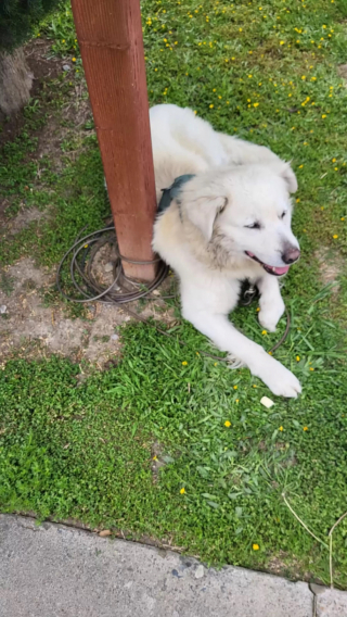 Illustration de l'article : Attaché au poteau de la boîte aux lettres de ses propriétaires, un chien attire l’attention de tout un quartier en hurlant pour qu’on lui vienne en aide (vidéo)