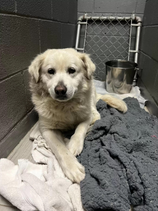 Illustration de l'article : Attaché au poteau de la boîte aux lettres de ses propriétaires, un chien attire l’attention de tout un quartier en hurlant pour qu’on lui vienne en aide (vidéo)