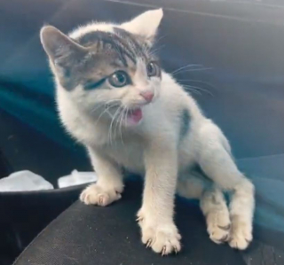 Illustration de l'article : Laissé pour mort dans la rue, un chaton paralysé réapprend à marcher grâce au dévouement d’une directrice de refuge (vidéo)